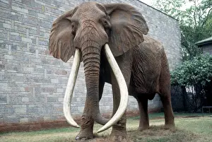 Model Prints: Full size cast of Ahmed the renowned famous African elephant King of Marsabit who received Presidential protection
