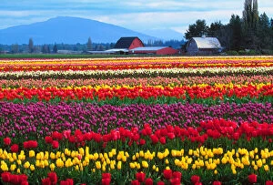 The Skagit Valley of Washington is noted