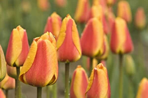 Bloom Gallery: Skagit Valley, Washington. Tulips in