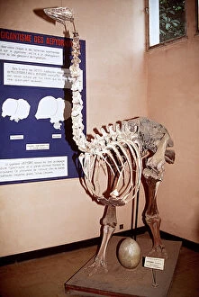 Extinct Collection: Skeleton of Aepyornis - an extinct bird Extinct Bird