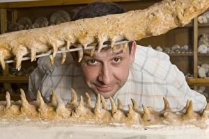 Images Dated 11th June 2008: Skeleton - Paleontologist / Palaeontologist Eric