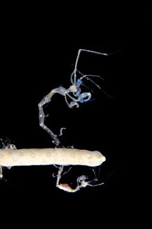 Skeleton Shrimp on coral on night dive