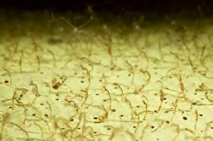 Skeleton Shrimps on sponge