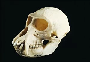 Aethiops Gallery: Skeleton - Skull of Vervet Monkey, male