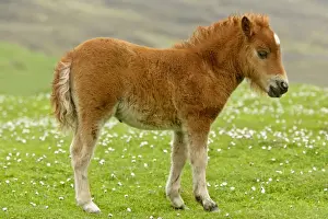 Mainland Prints: Skewbald Shetland Pony foal standing amidst blooming pasture Central Mainland