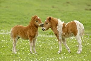 Images Dated 4th June 2007: Skewbald Shetland Pony two foals sticking their heads together in affection Central Mainland