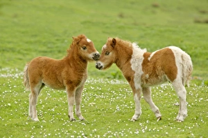 Images Dated 4th June 2007: Skewbald Shetland Pony two foals sticking their heads together in affection Central Mainland