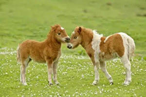 Greeting Prints: Skewbald Shetland Pony two foals sticking their heads together in affection Central Mainland