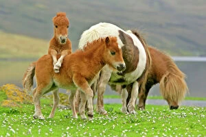 Quirky Collection: Skewbald Shetland Pony funny foals on pasture Central Mainland, Shetland Isles, Scotland, UK