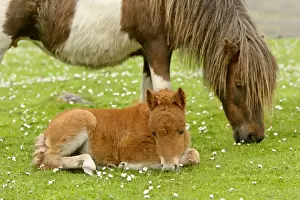 Miniature Bay Prints: Skewbald Shetland Pony grazing mare with resting foal on pasture Central Mainland