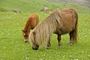 Images Dated 4th June 2007: Skewbald Shetland Pony mare and foal grazing on pasture Central Mainland, Shetland Isles