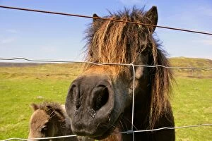 Skewbald Shetland Pony - reaching through wire netting fence with its mouth trying to make contact with people outside
