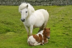 Skewbald Shetland Pony - white mare and spotted foal on pasture