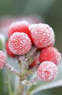 Images Dated 18th February 2008: Skimmia Berries - Frosted