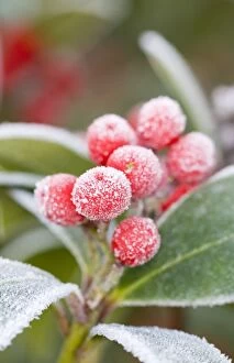 Images Dated 18th February 2008: Skimmia Berries Frosted Non exclusive only