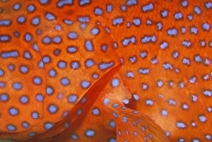 Skin detail of coral cod, or cephalopholis