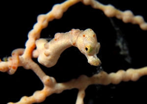 Images Dated 21st April 2007: Skinhead Pygmy Seahorse Walea Island Sulawesi / Indonesia Size 5 mm !!!!!!!
