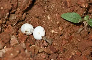 Skinks Prints: Skink Lizard Hard-shelled eggs