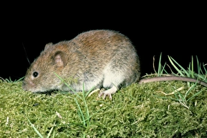 Images Dated 28th November 2006: Skomer Vole Skomer Island, Wales