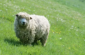 Skudde Sheep