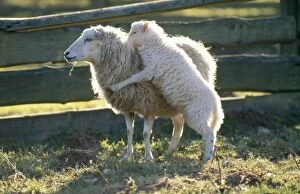 Skudde SHEEP - ewe, with lamb jumping up at her playing