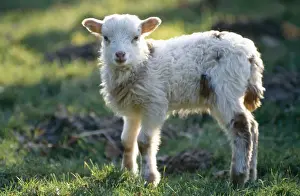 Pastural Prints: Skudde Sheep Lamb, Old German breed