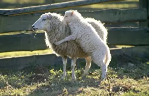Backlit Prints: Skudde Sheep Old german Breed Ewe with playful lamb