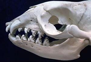 Bone Gallery: Skull of Crabeater Seal