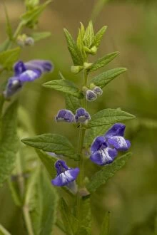 Images Dated 24th July 2006: Skullcap
