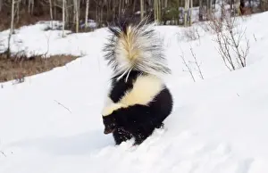 Skunk - in snow, winter
