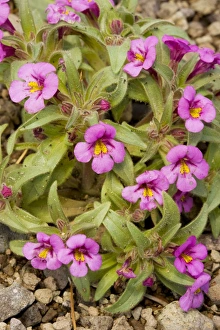 Images Dated 15th July 2008: Skunky monkey-flower - near Winnemucca Lake in the Sierra Nevada, Carson Pass, California
