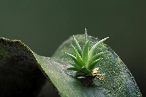 Images Dated 30th April 2007: Sky Plant - young plant growing on a fellow creature