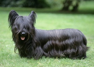 Skye Terrier Dog