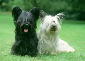 Mixed Colours Prints: Skye Terrier Dogs - Two sitting together on grass