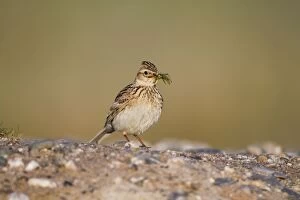 Images Dated 22nd July 2010: Skylark - carrying insect