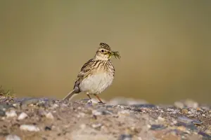 Skylarks Prints: Skylark - carrying insect - Cornwall - UK