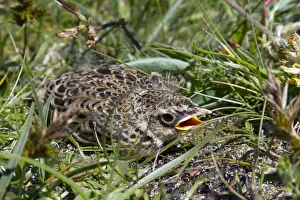 Passerines Prints: Skylark - chick - UK