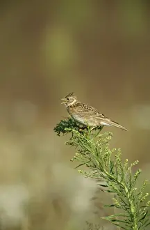 Larks Prints: Skylark CK 4030 Singing Alauda arvensis © Chris Knights / ARDEA LONDON