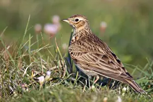 Skylark - Cornwall - UK