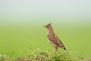 Images Dated 24th May 2012: Skylark with crest raised 16774
