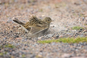 Shetland Island Collection: Skylark - Dustbathing Shetland Mainland, UK BI010901