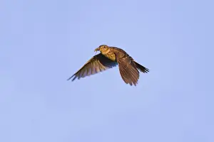 Skylarks Prints: Skylark - in flight carrying insect - Cornwall - UK