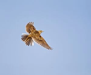 Images Dated 12th June 2010: Skylark - in flight - North Wales UK 12009