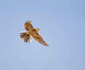 Images Dated 12th June 2010: Skylark - in flight - North Wales UK 12009