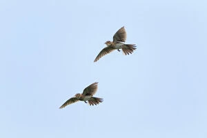 Images Dated 17th June 2012: Skylark - two in flight - singing