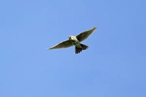 Images Dated 17th June 2012: Skylark - in flight singing