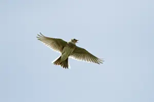 From Below Prints: Skylark - in flight singing - Lower Saxony - Germany