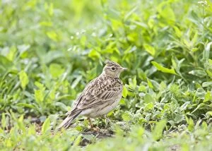 Images Dated 29th May 2008: Skylark - On ground with crest raised