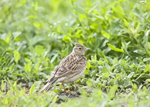Skylarks Prints: Skylark - On ground with crest raised Bedfordshire UK 005618
