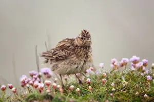 Thrift Prints: Skylark - misty morning on thrift - Cornwall - UK